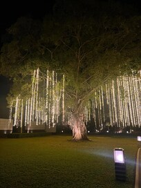 Impressive tree innhotel area with lights