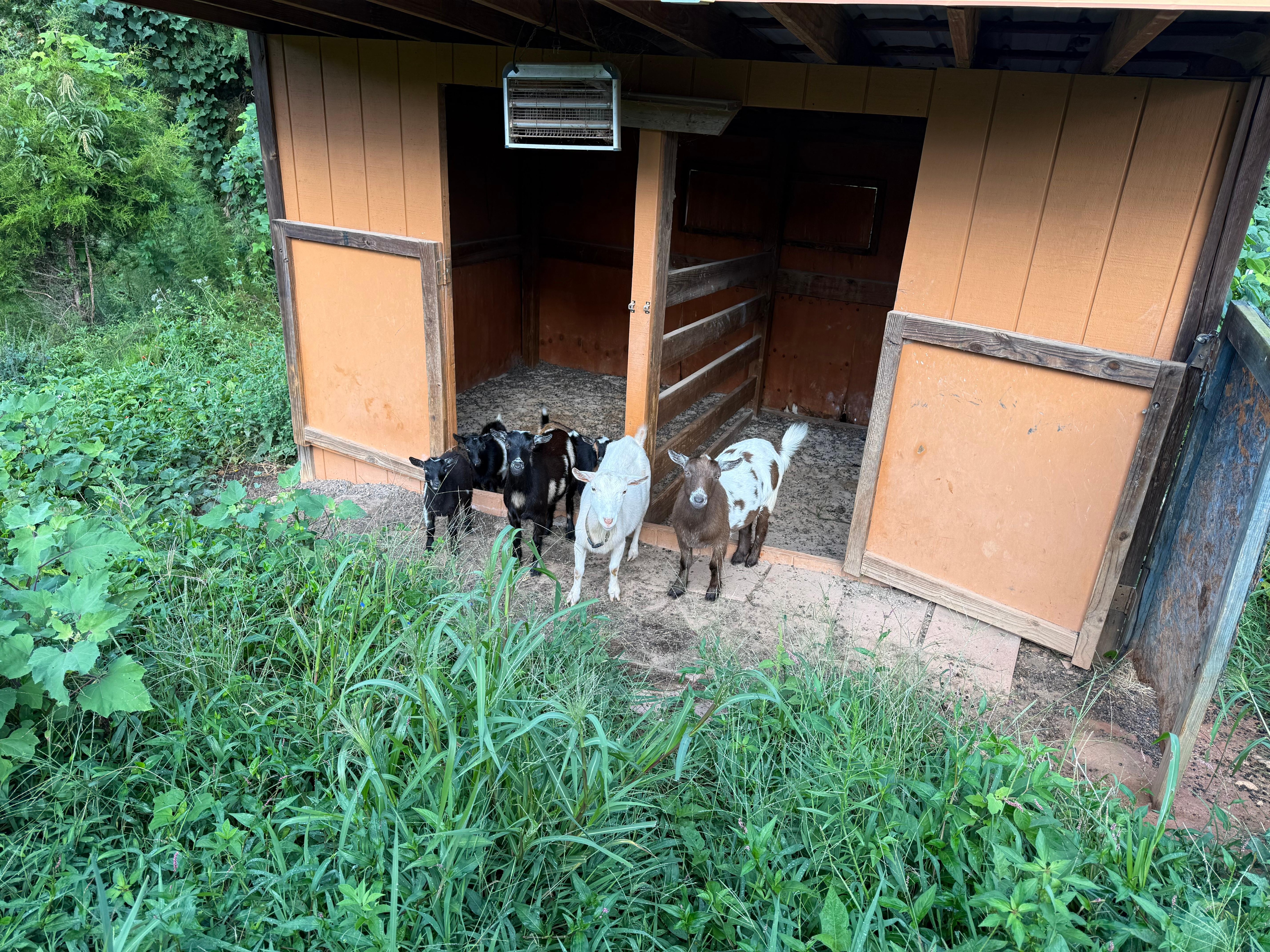 Goats were a delight to watch. 