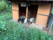Goats were a delight to watch.