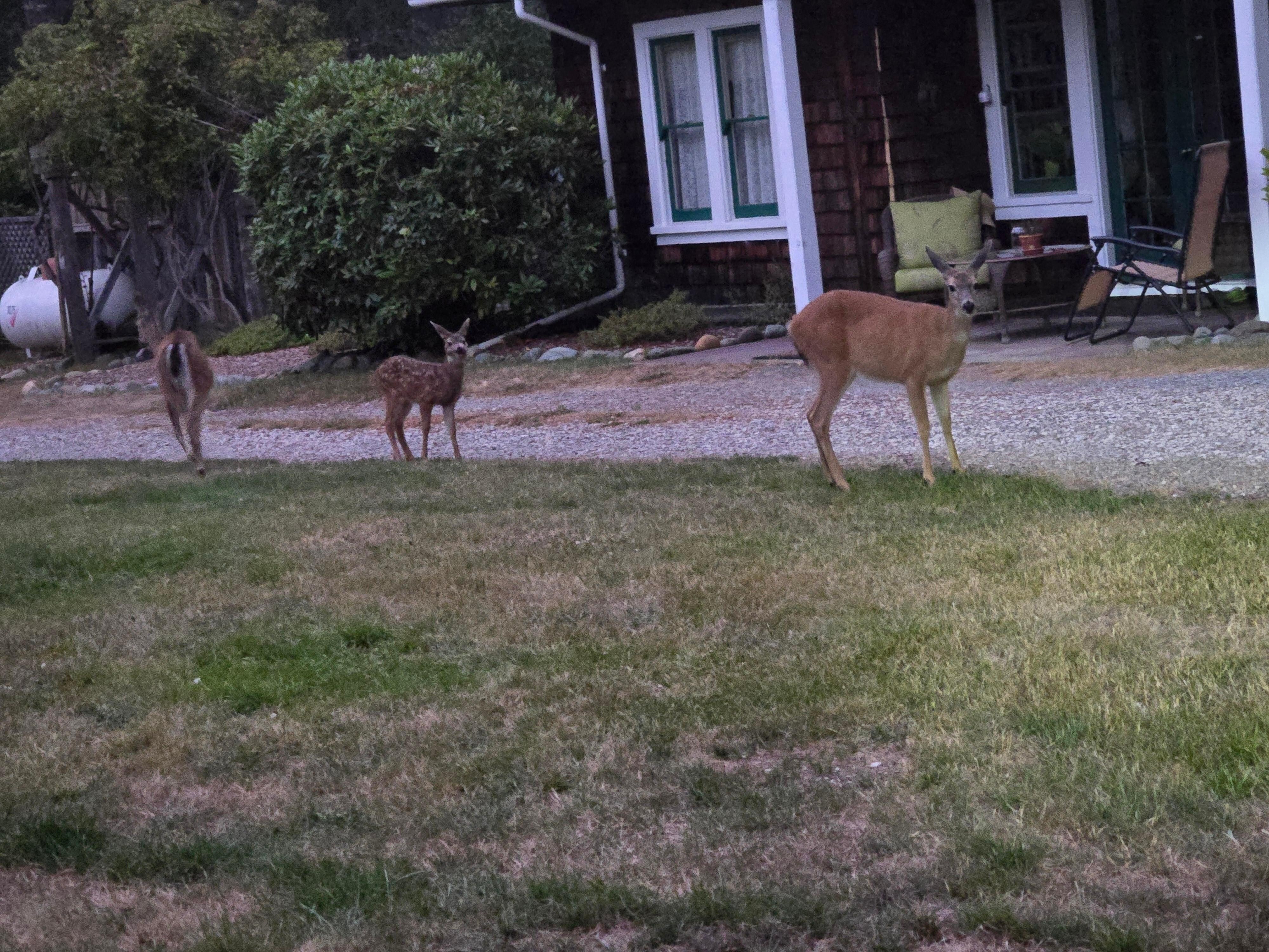 In the front yard. 