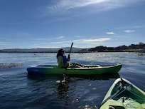 My wife talking to Otters