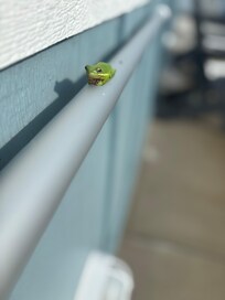 We had a few frogs visit, saw several turtles in the pond out back, found a huge Eastern Rhinoceros Beetle on the hammock and enjoyed watching all kind of birds including a few white herons.