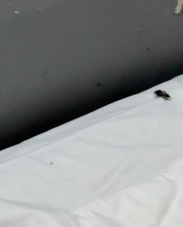 A black bug under the pillow.