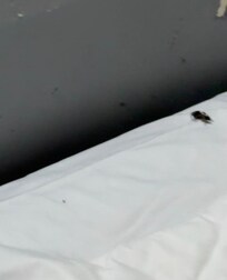 A black bug under the pillow.