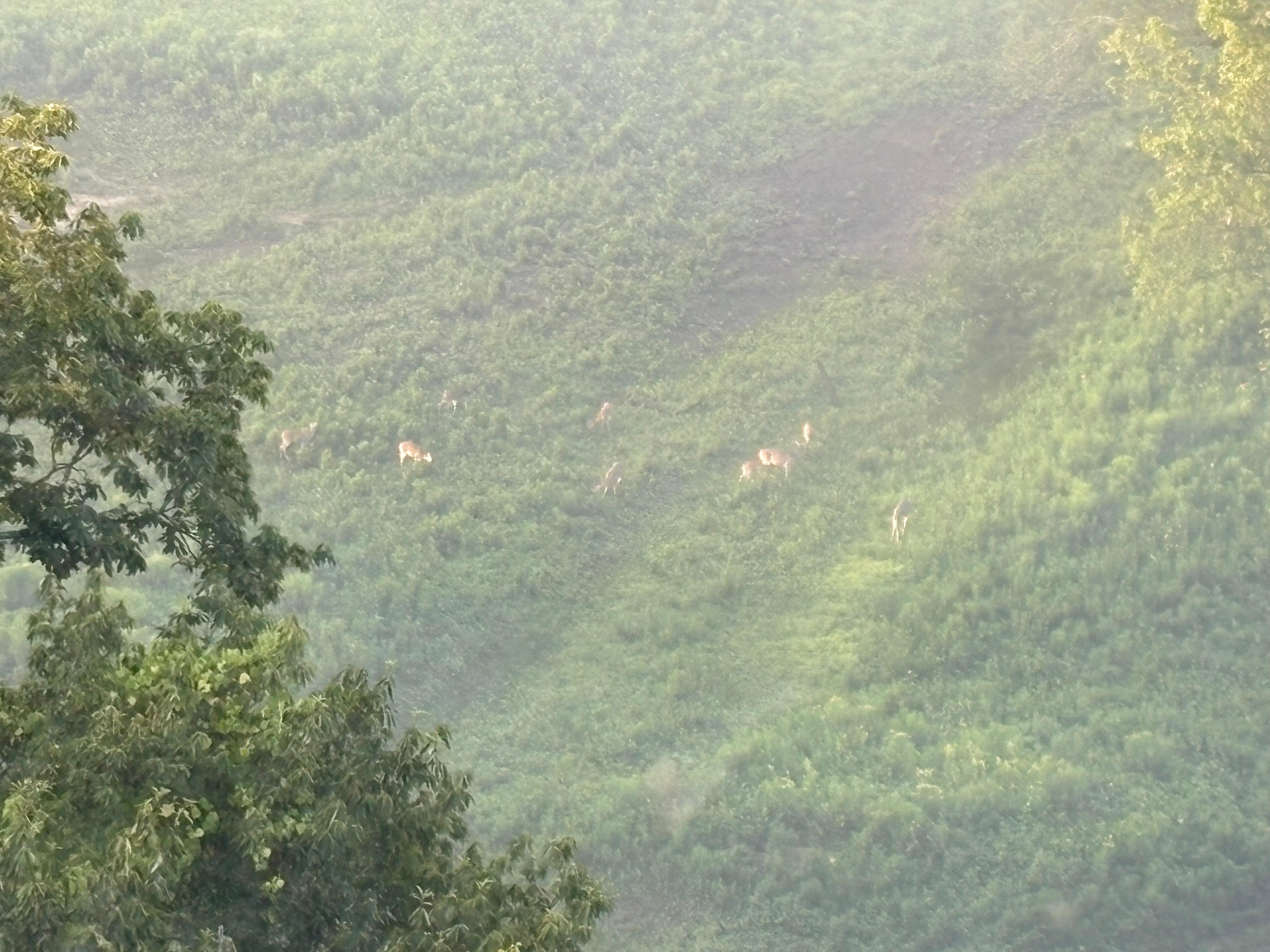 At least 9 deer in the wooded area in front of the sun porch view!