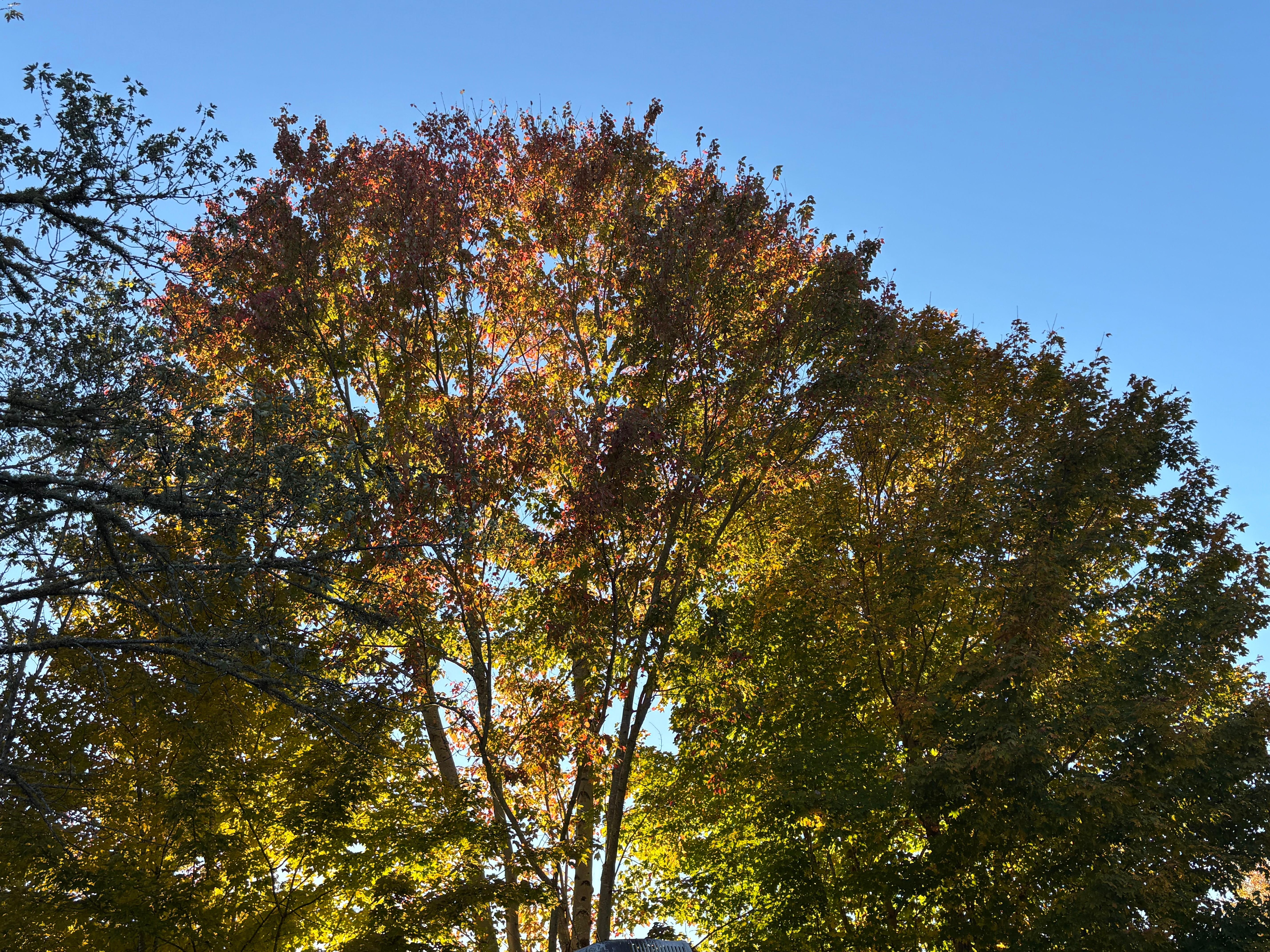 Tree right behind RV. Autumn colors coming in! 