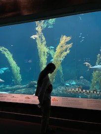 The Aquarium