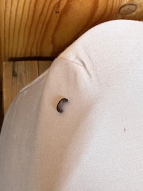 The bug we immediately found in our bed