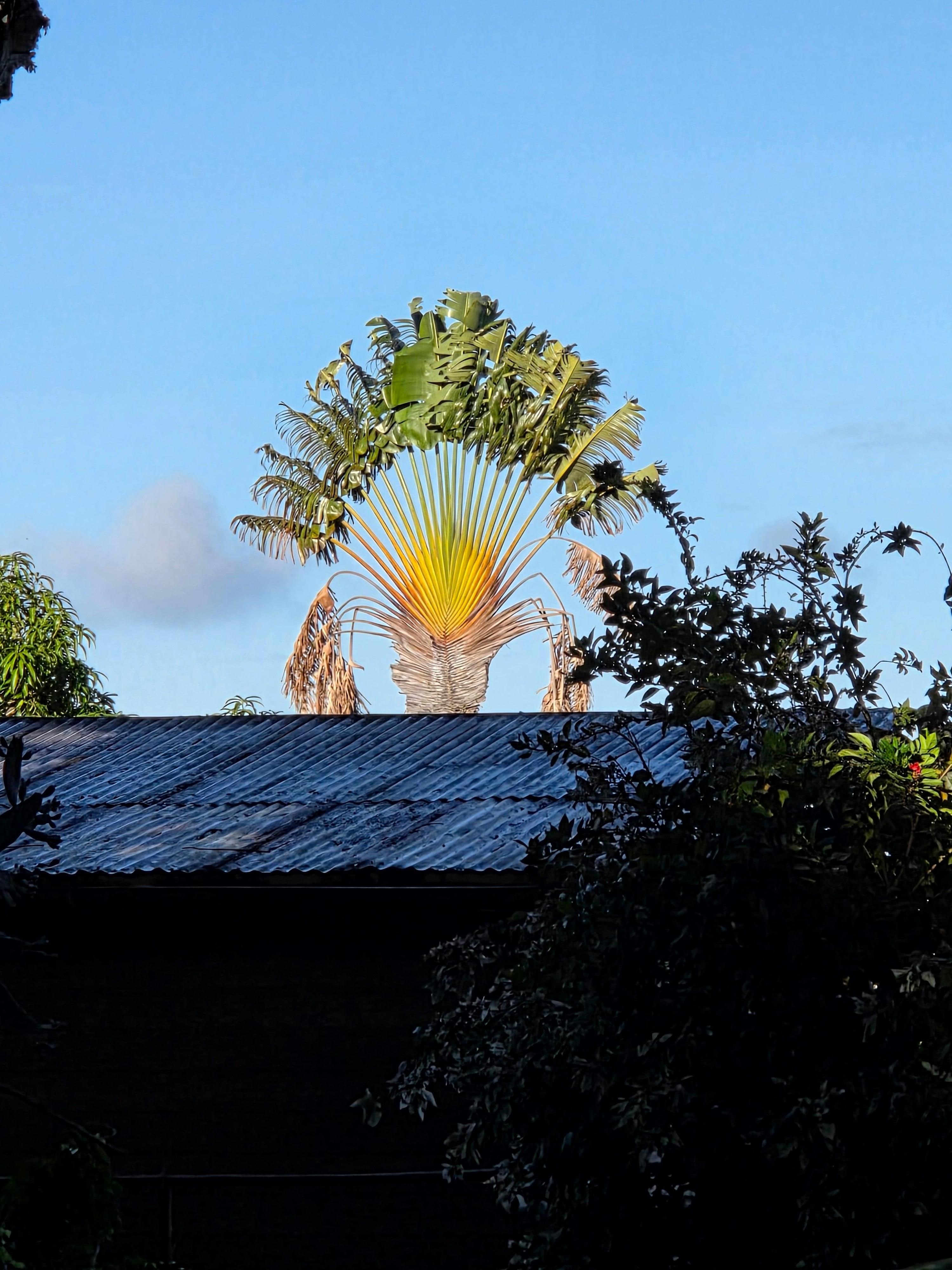 Neighors tree, view from porch.