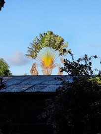 Neighors tree, view from porch.