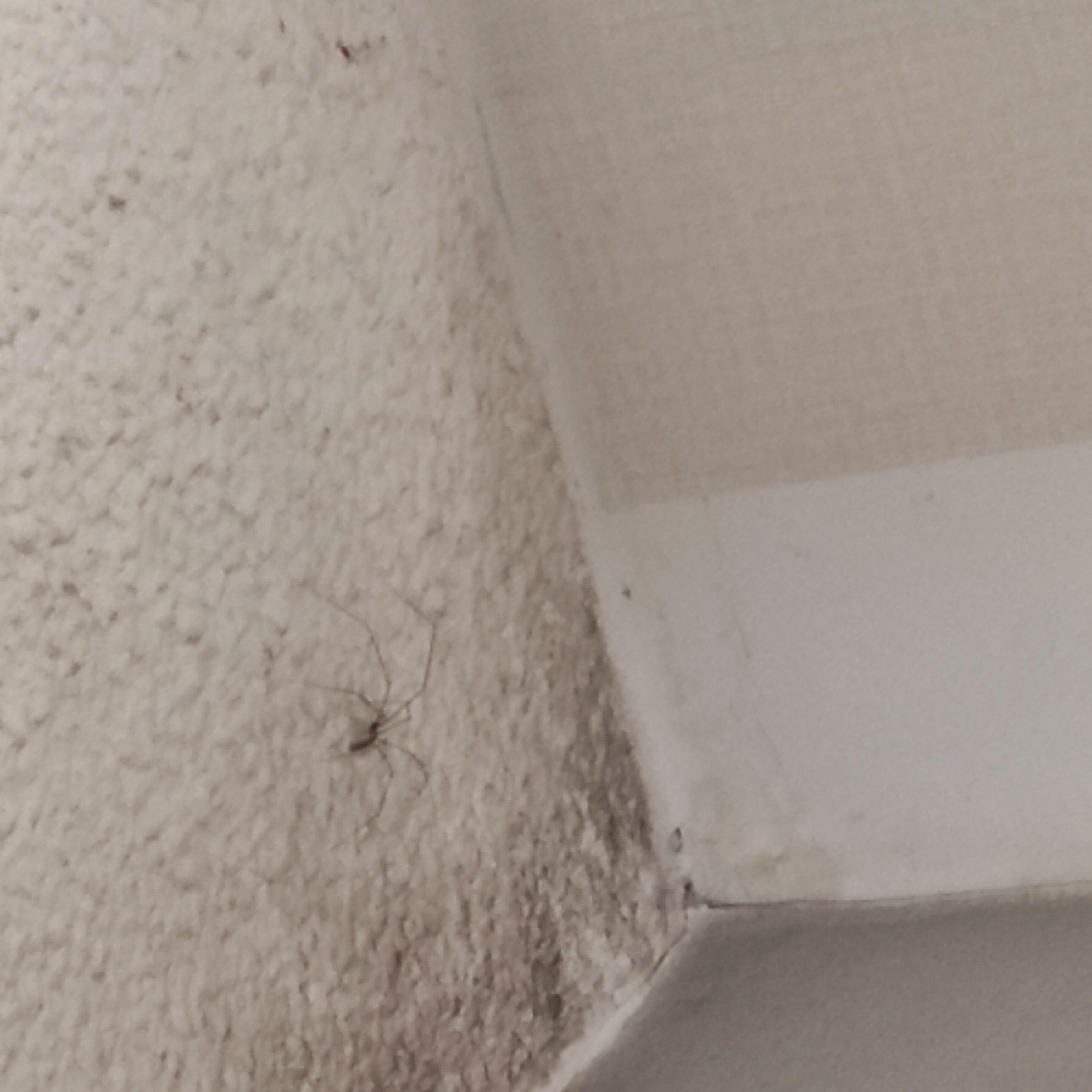 Plafond met spin