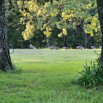 The head goose and his gaggle of ladies