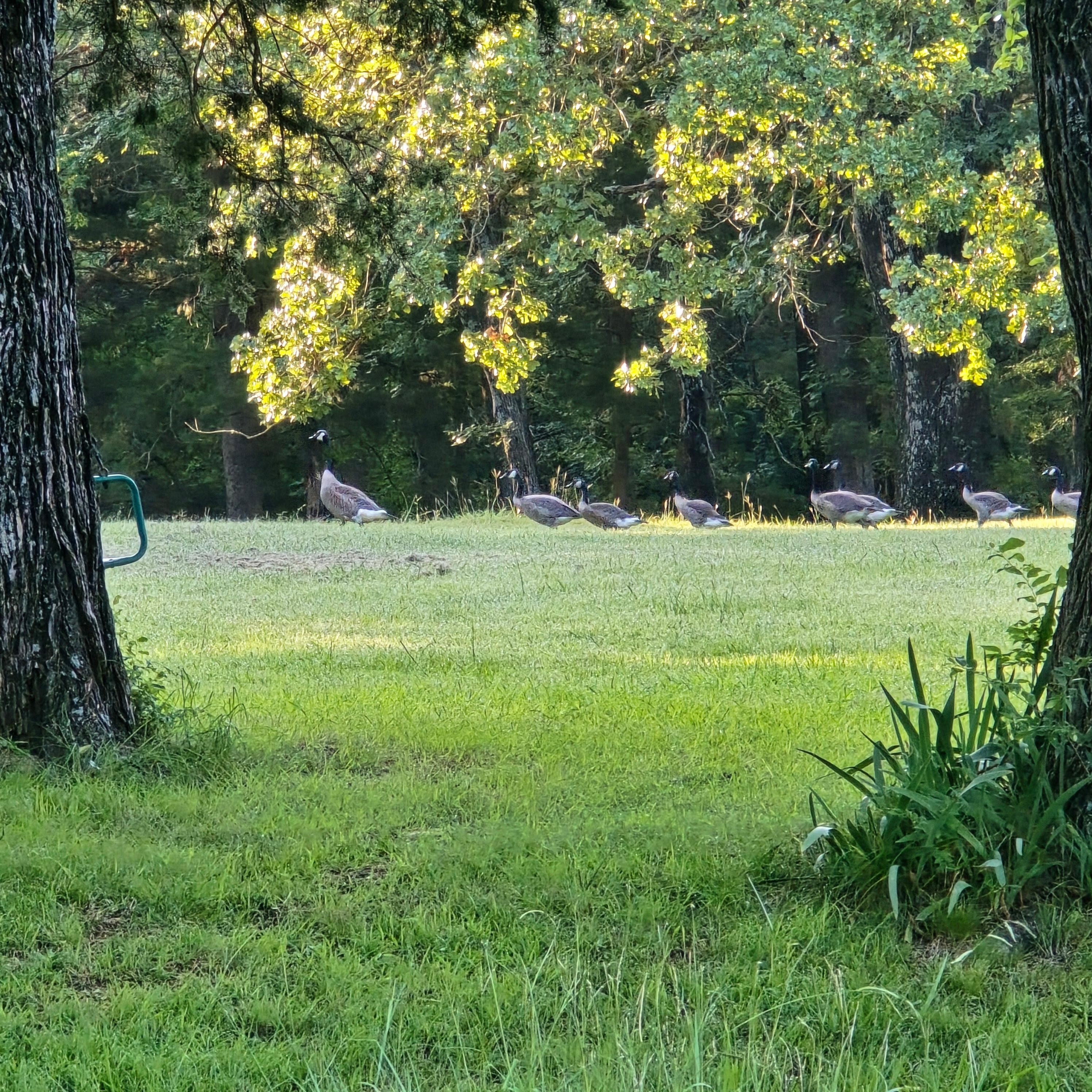 The head goose and his gaggle of ladies