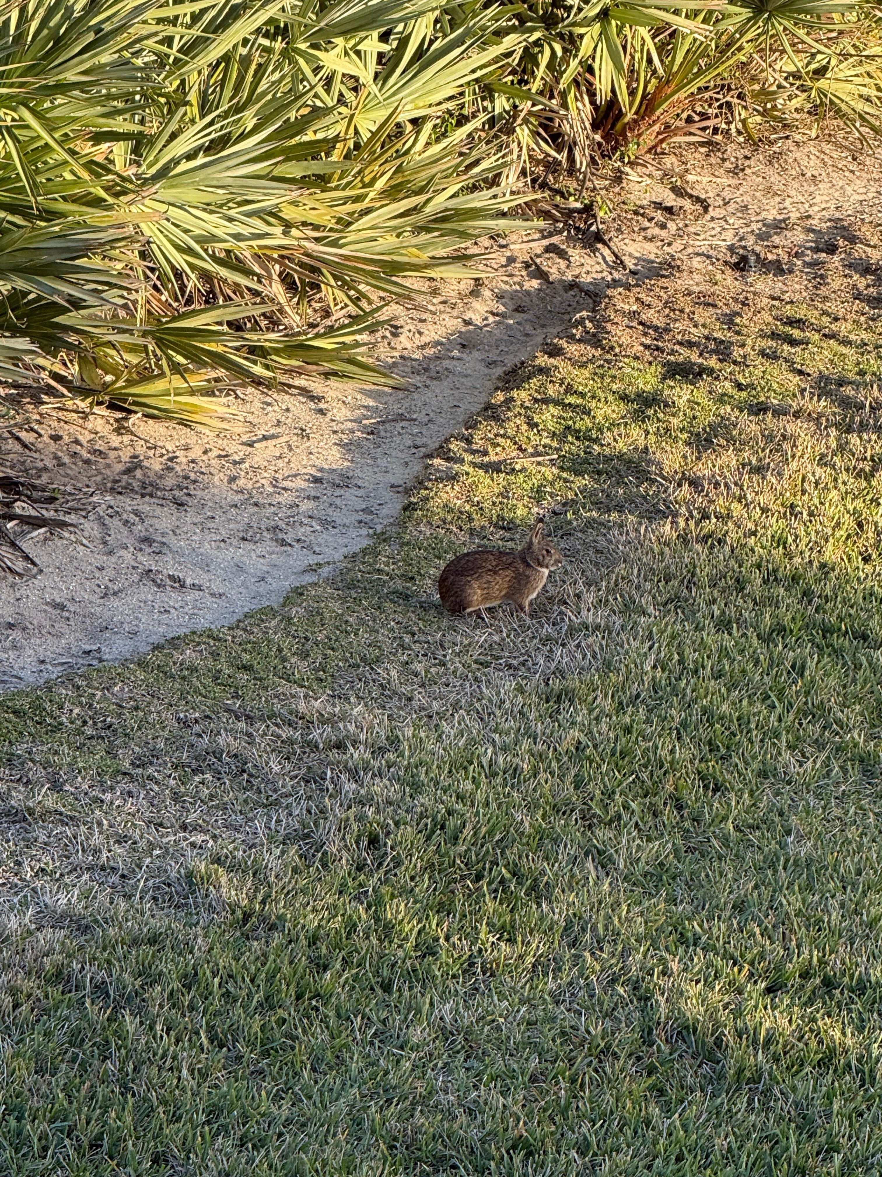 Bunnies live in the landscaping right in front of the condos