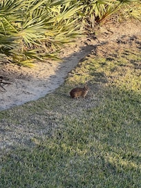 Bunnies live in the landscaping right in front of the condos