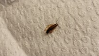 Found this on the bed crazy