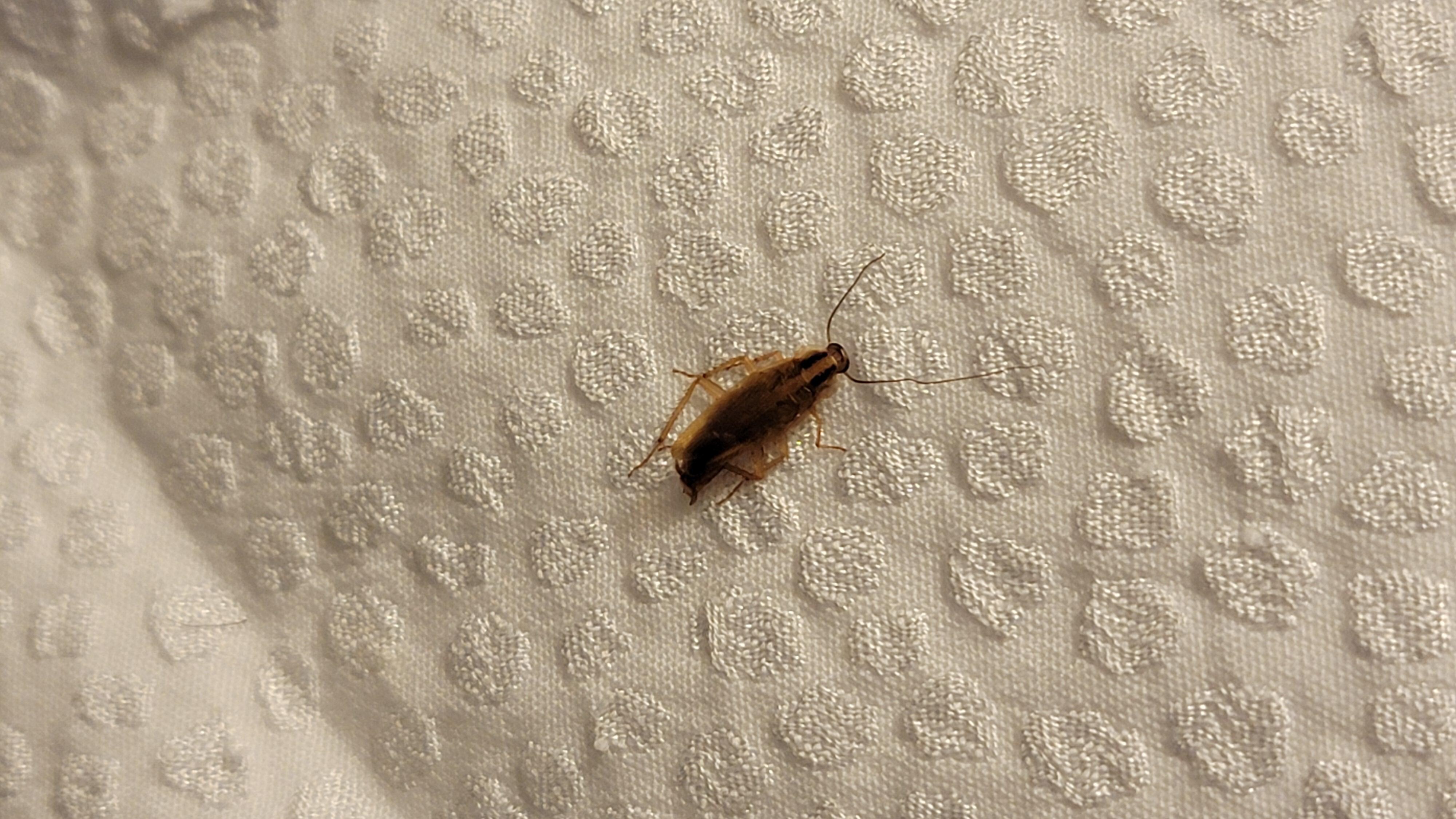 Found this on the bed crazy 