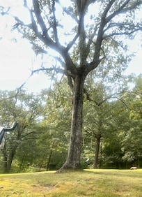 Tree swing