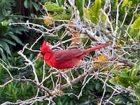 Non-native cardinal.
