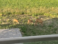 Our first morning there there were 40 deer in the area.