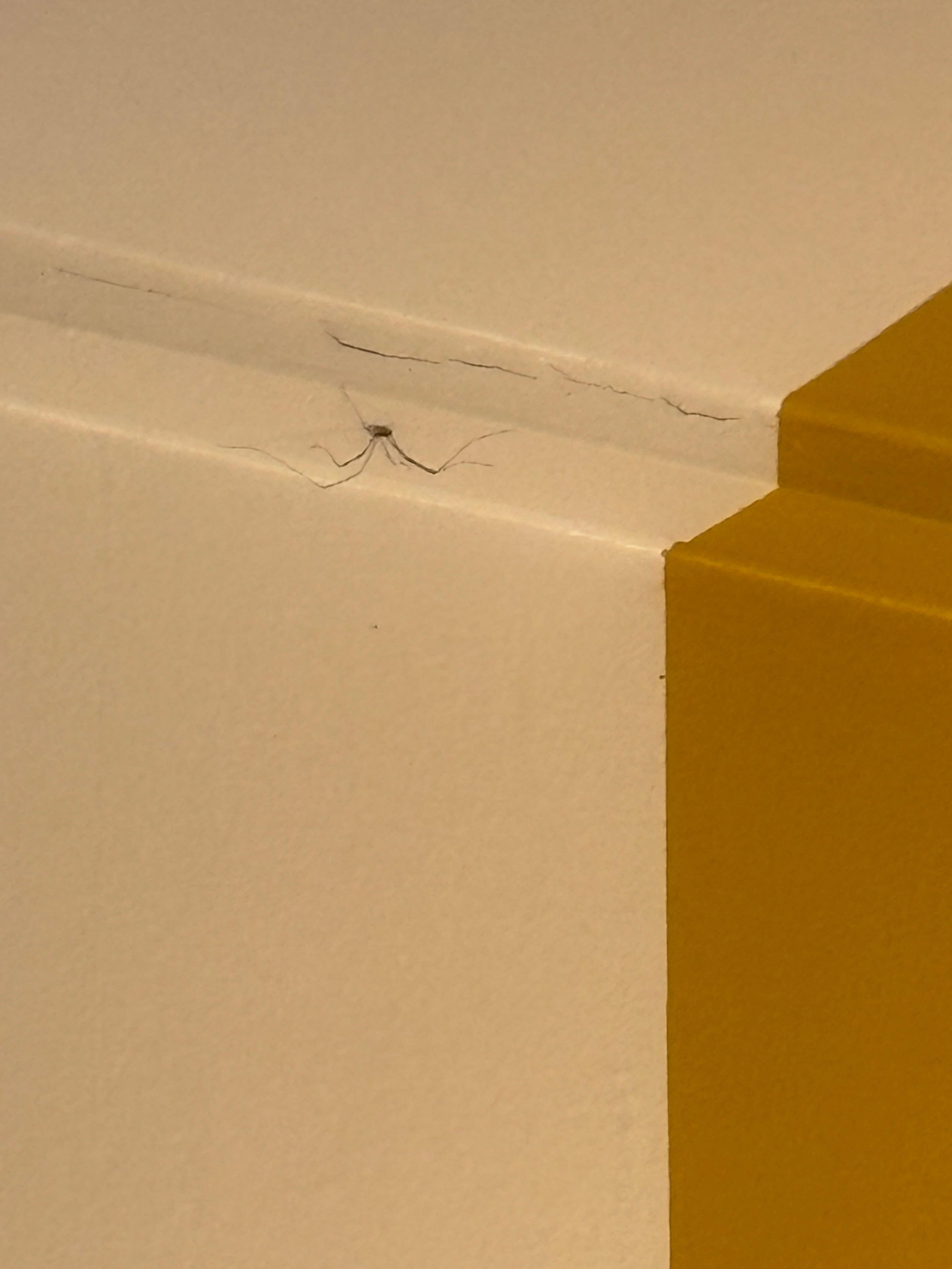 A larger spider near the ceiling 