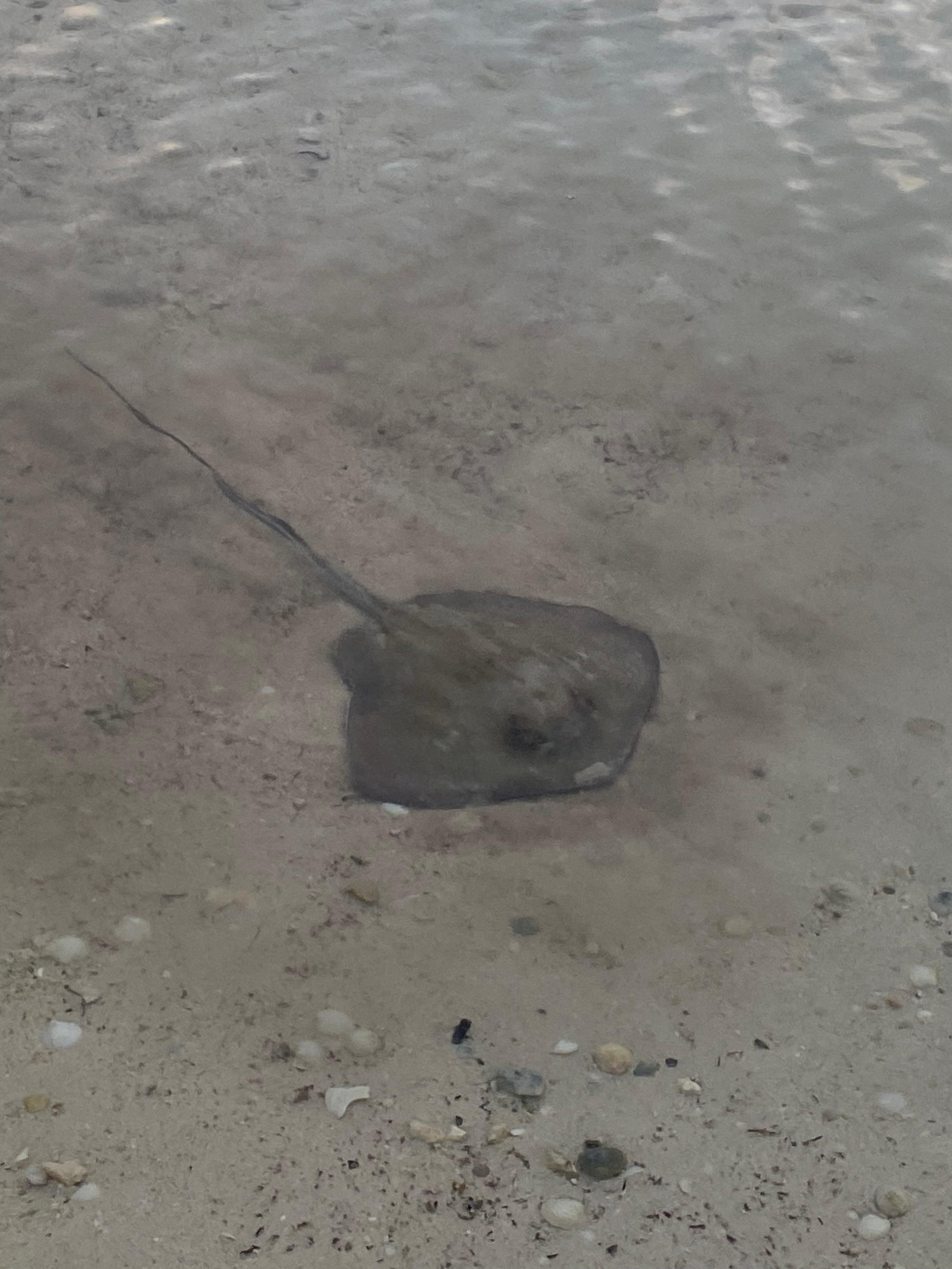 Stringray relaxing near the shore