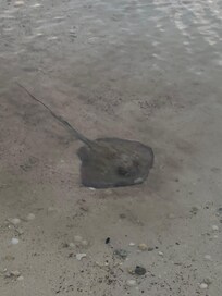 Stringray relaxing near the shore