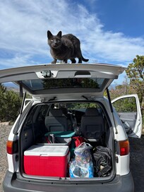 Coal the Cat supervises packing for the day's trip to the park