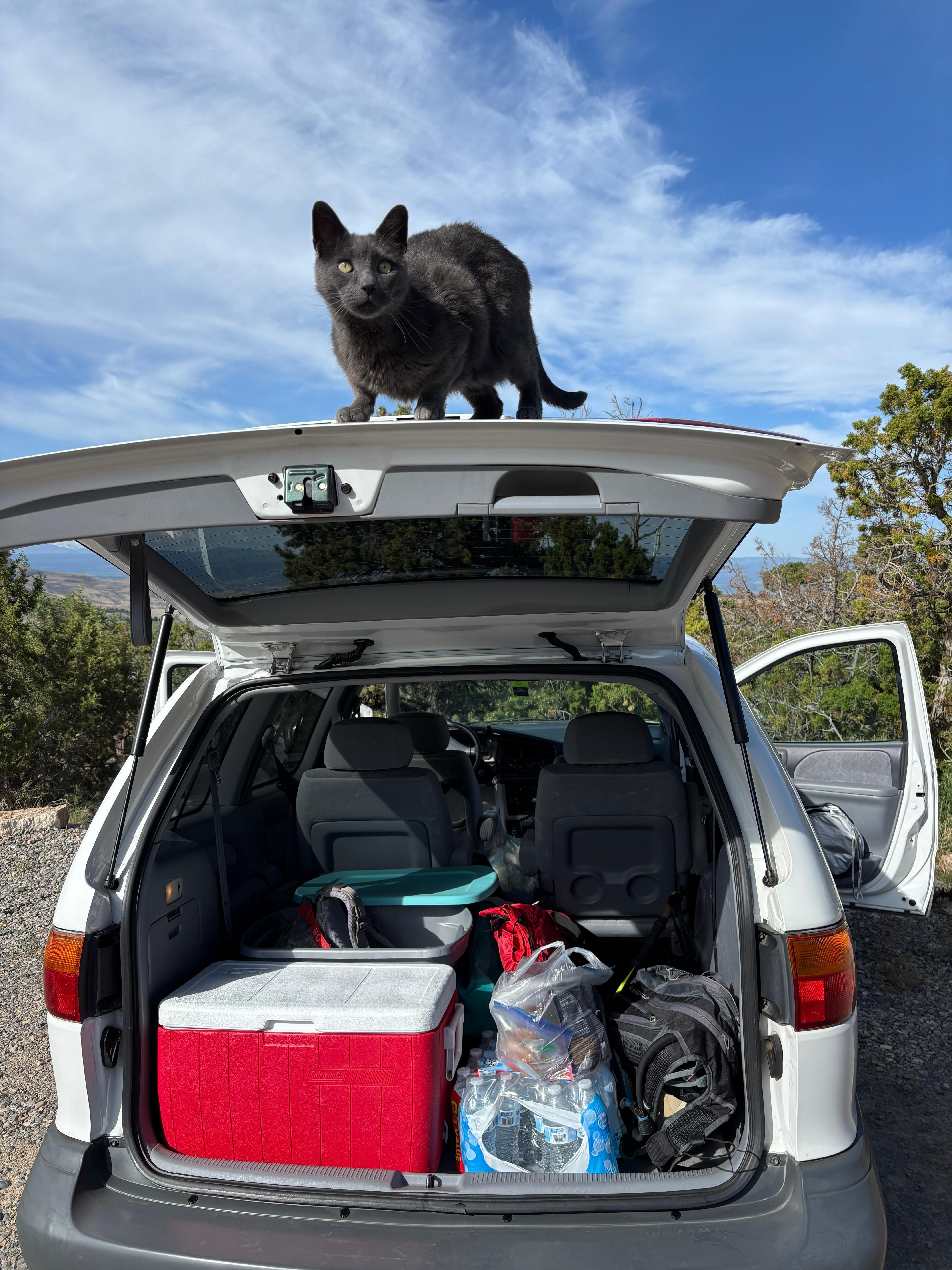 Coal the Cat supervises packing for the day's trip to the park