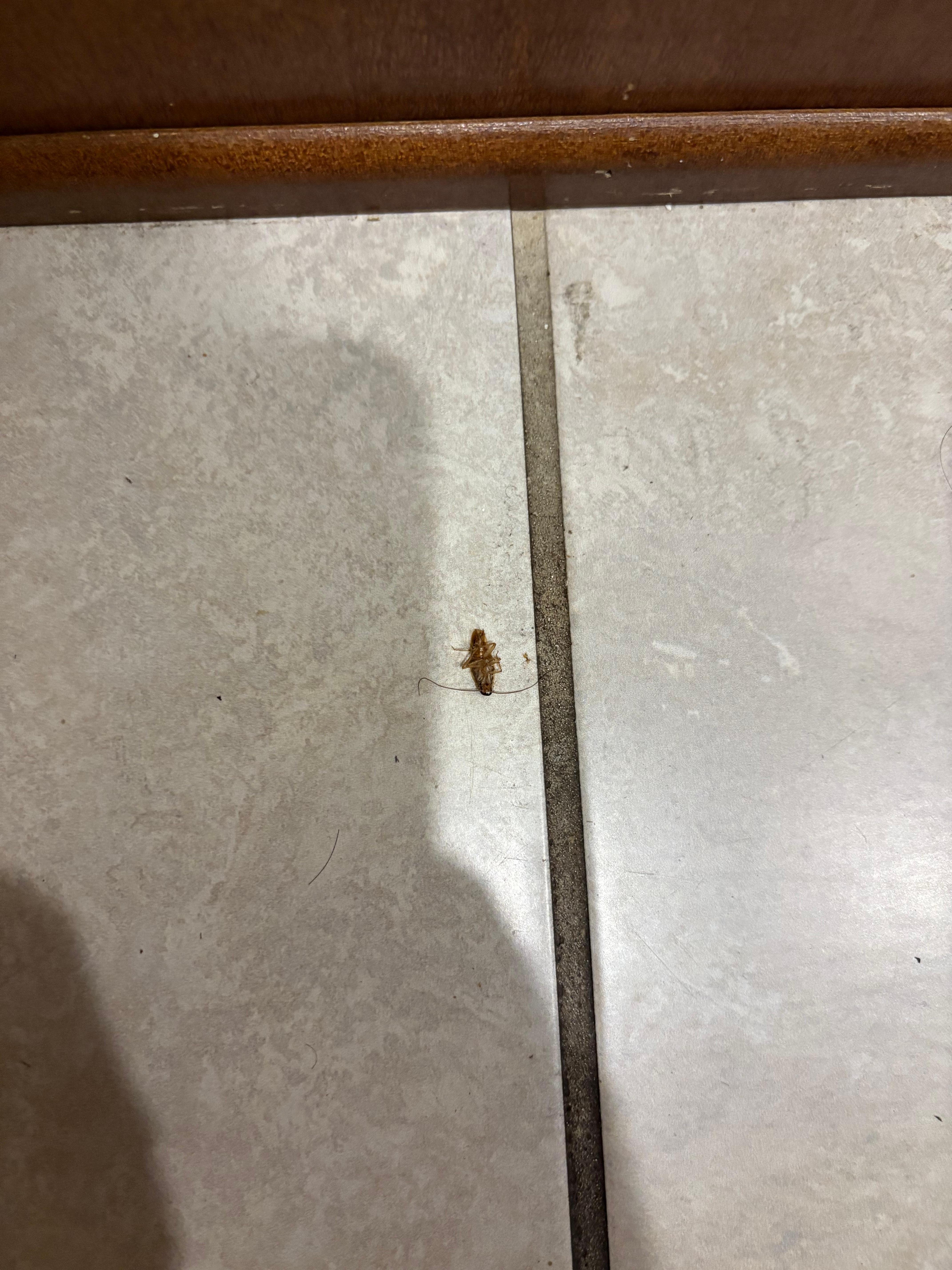 Killed roach 
