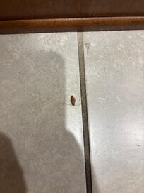Killed roach