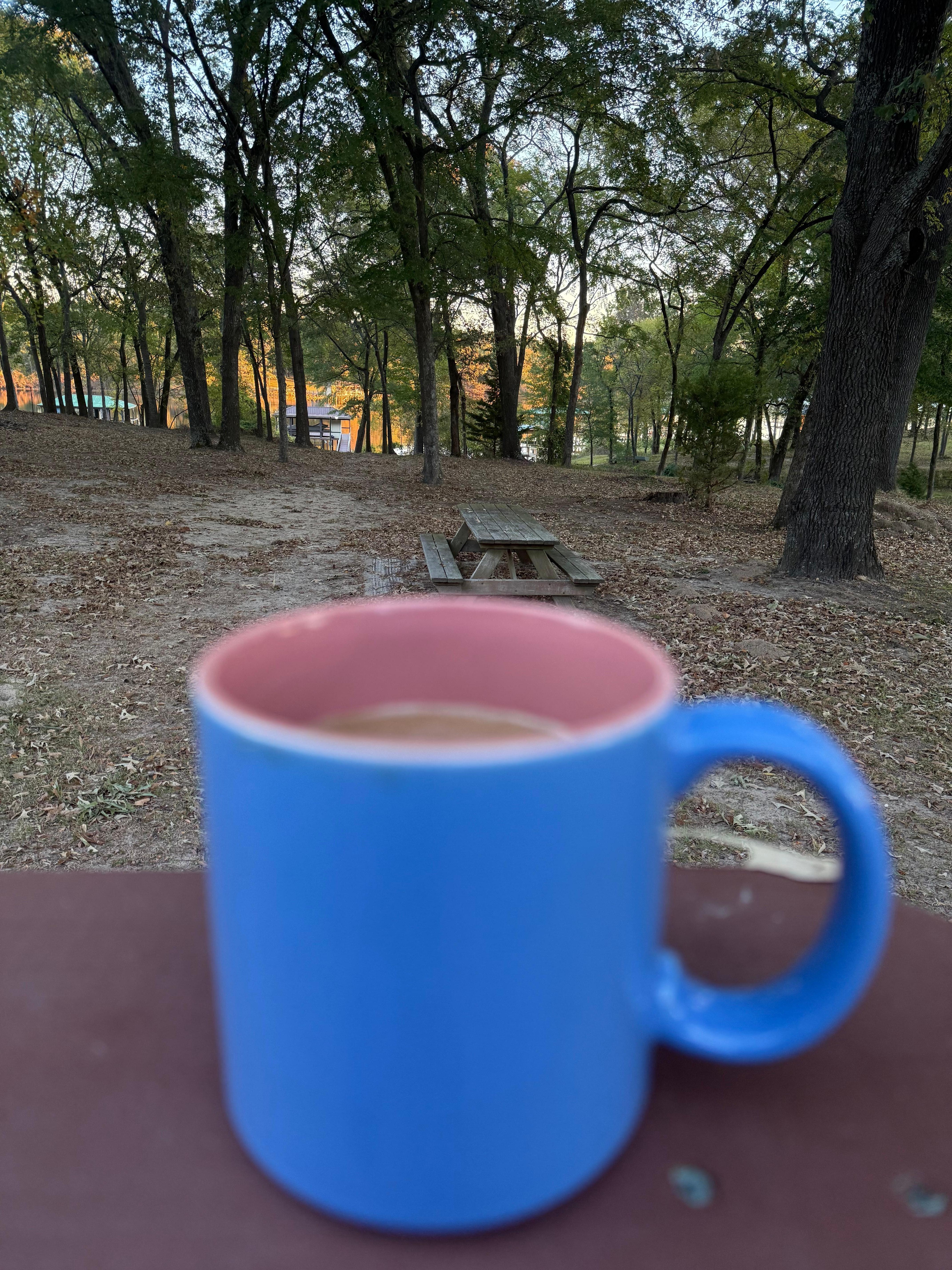 View of the back yard
