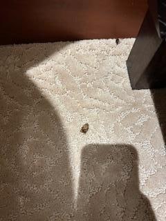 More bugs in master bedroom