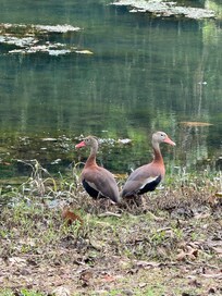 Nature walks