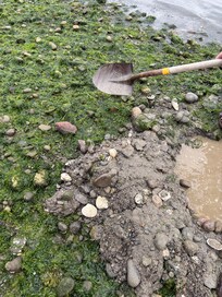 Rocky and slippery but plenty of clams not too deep.