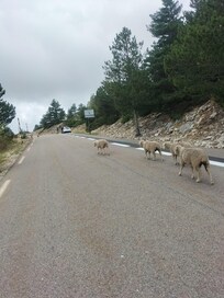 Mercredi "Bloquons tout" même les moutons étaient de la partie