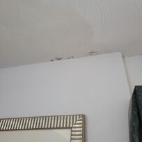 Mold on ceiling