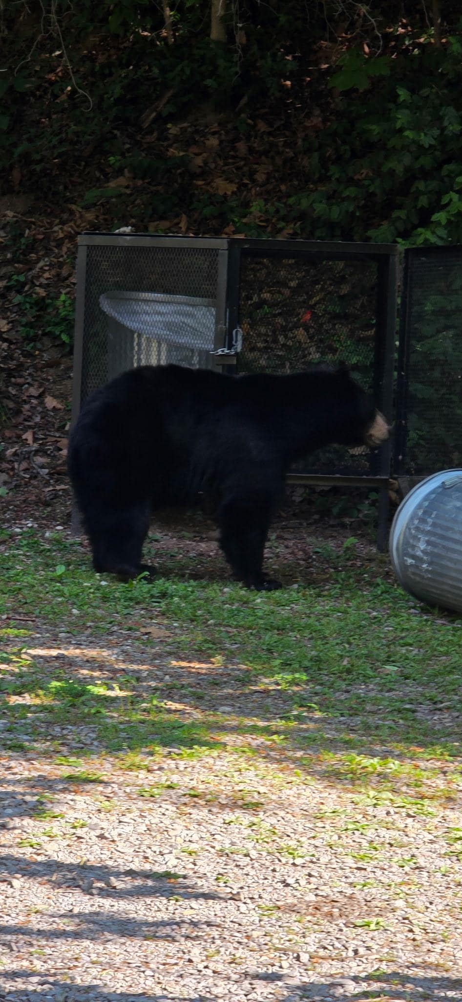 We heard bears and seen this girl. 