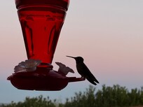 Feed them and they will come!