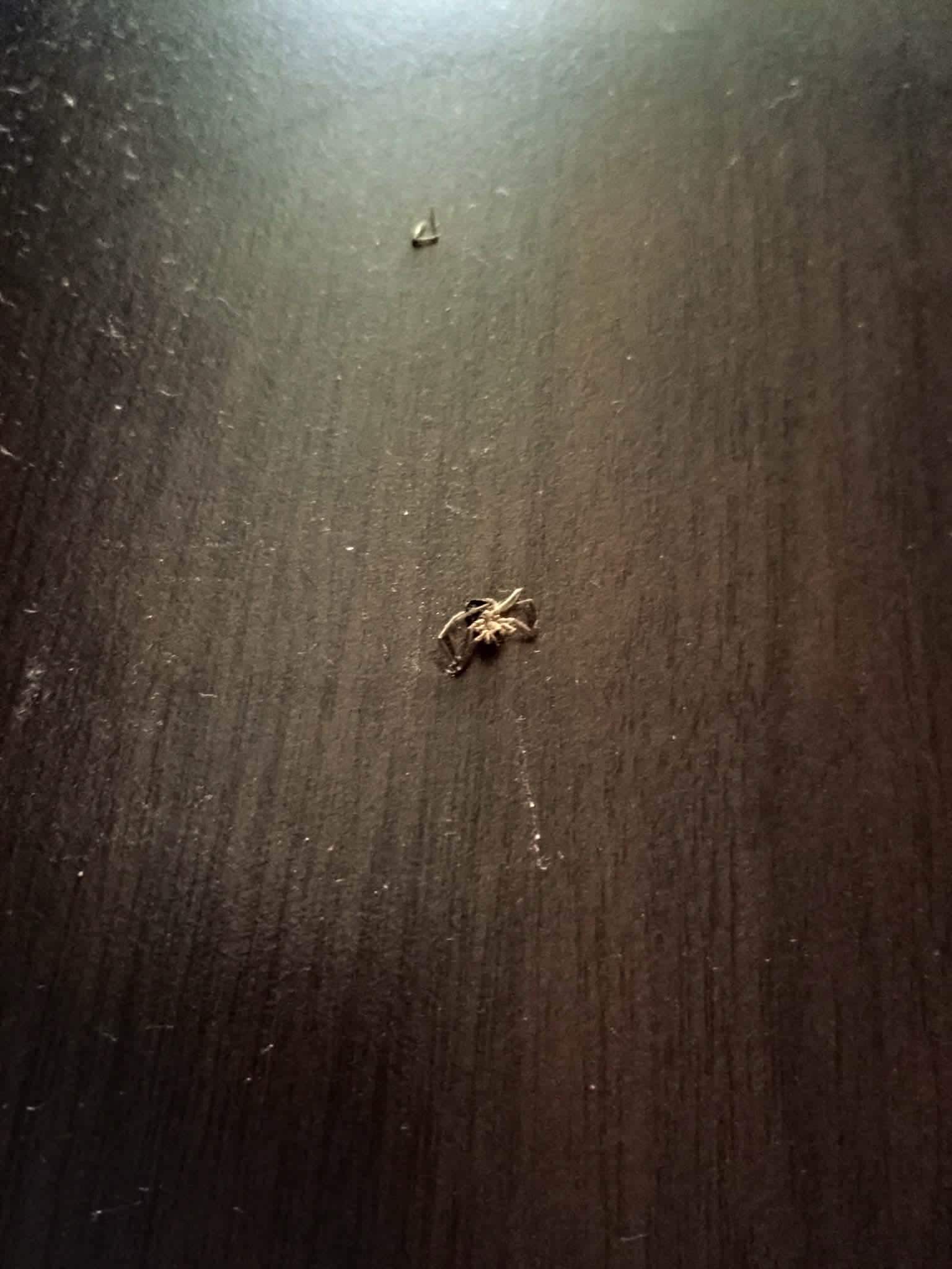 Dead bugs on the ground