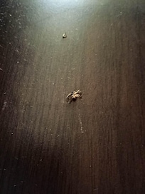 Dead bugs on the ground