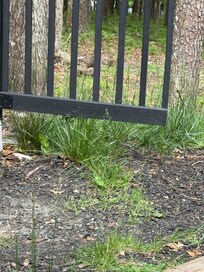 The entire backyard looks like this (only photo I have without kids in it)