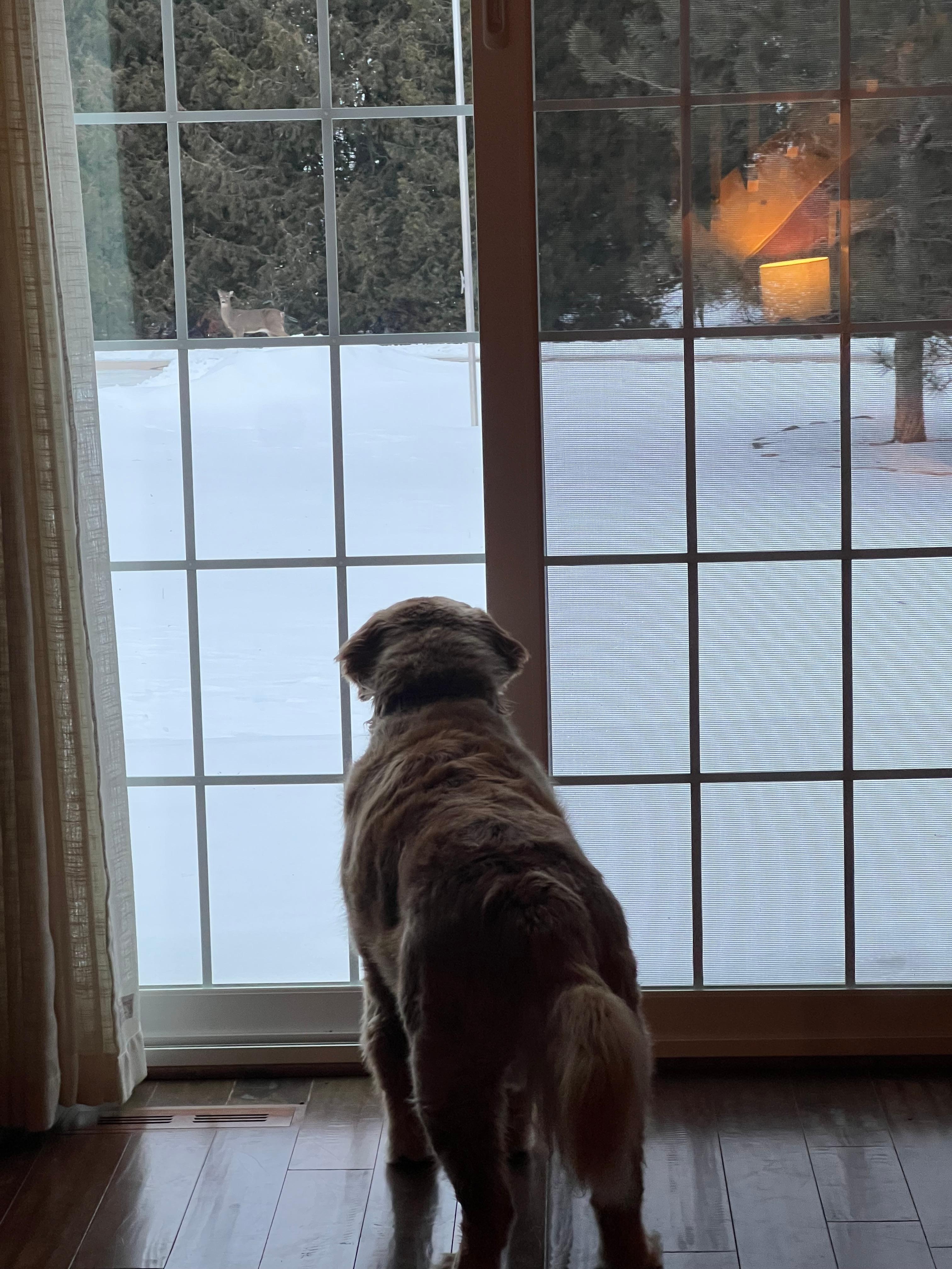 Our dog, Murphy loved watching the deer come by! 