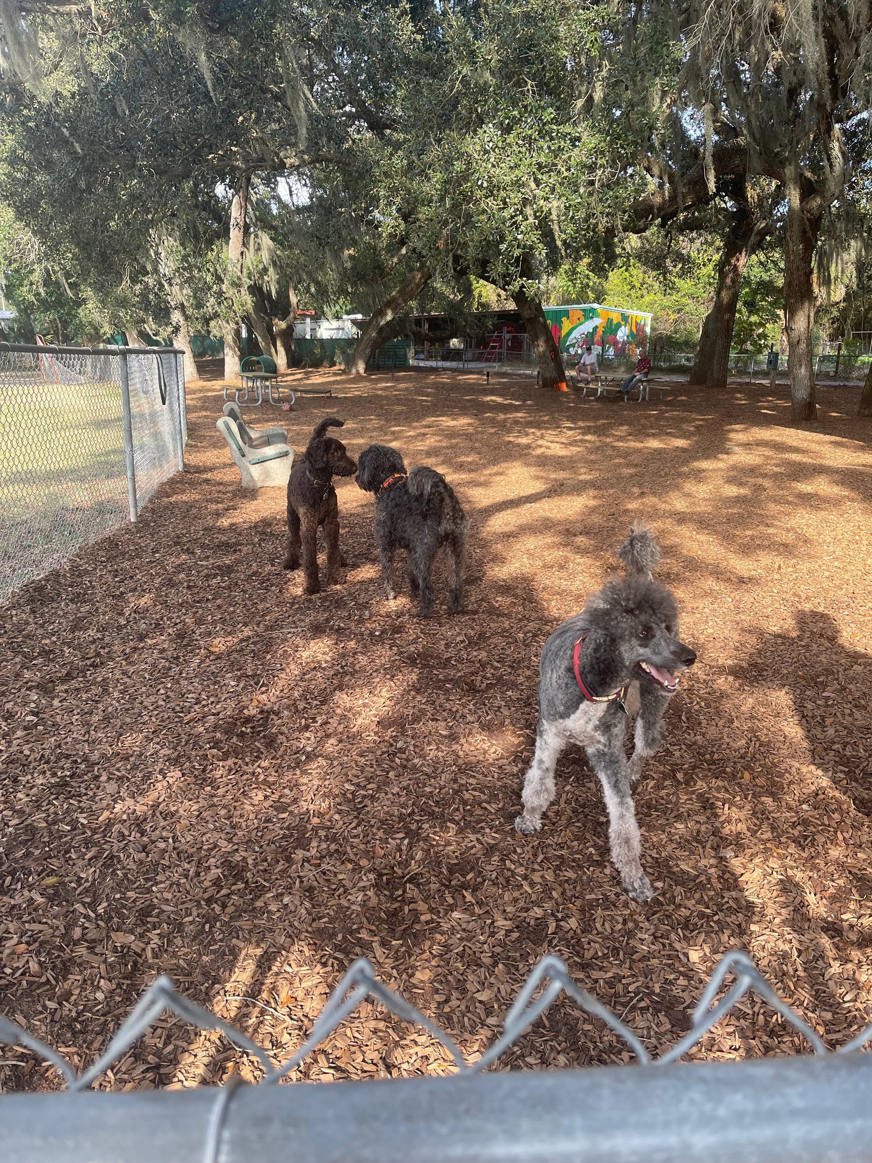 Nearby dog park 