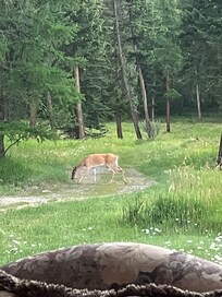 Local deer come every night