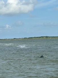 Dolphin from the ferry