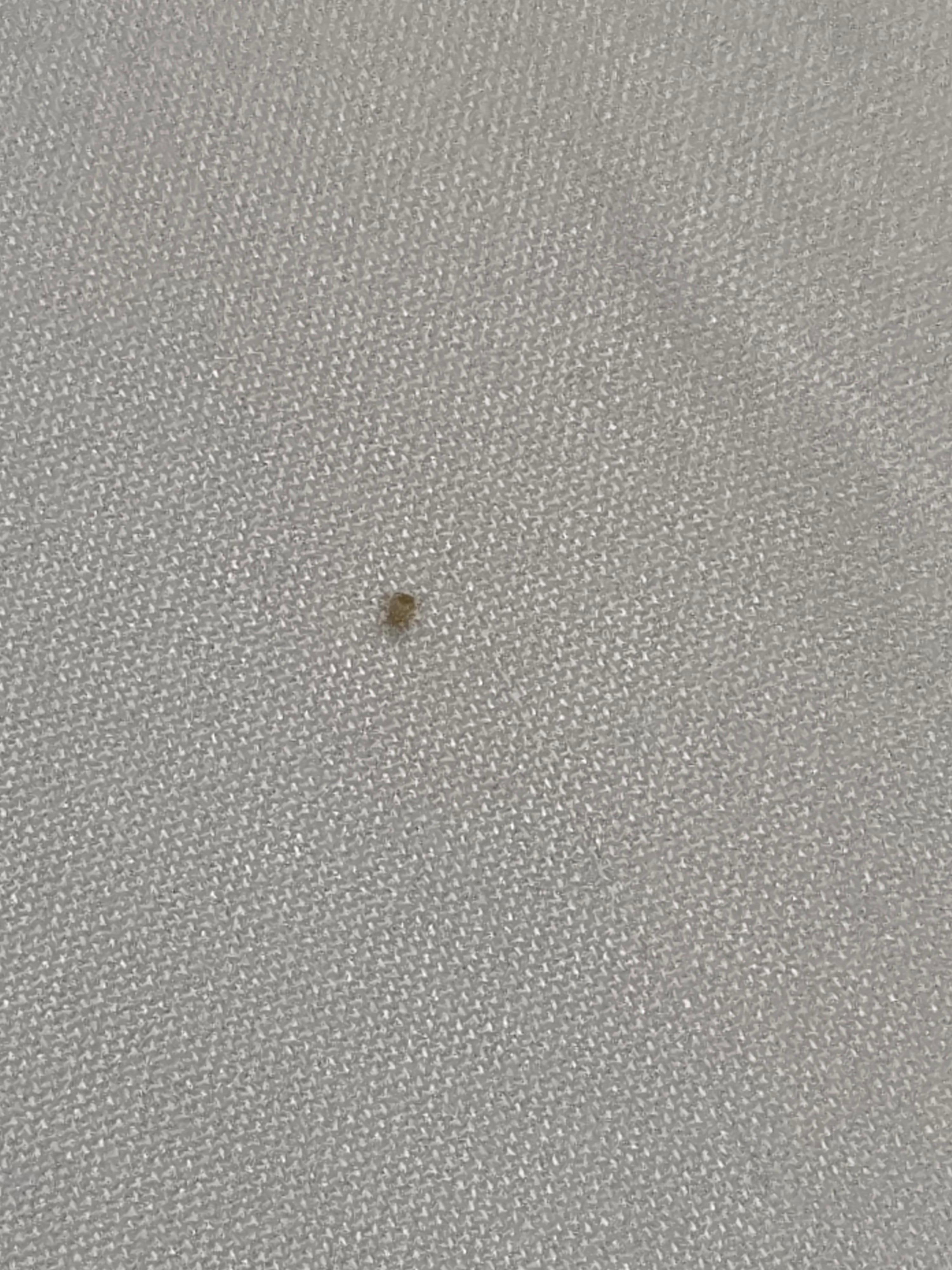 Bed bug on mattress linen