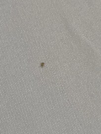 Bed bug on mattress linen
