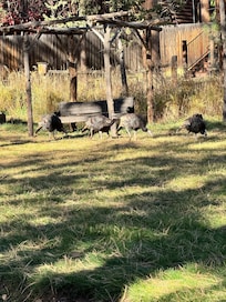 Picture of wildlife that was outside of home