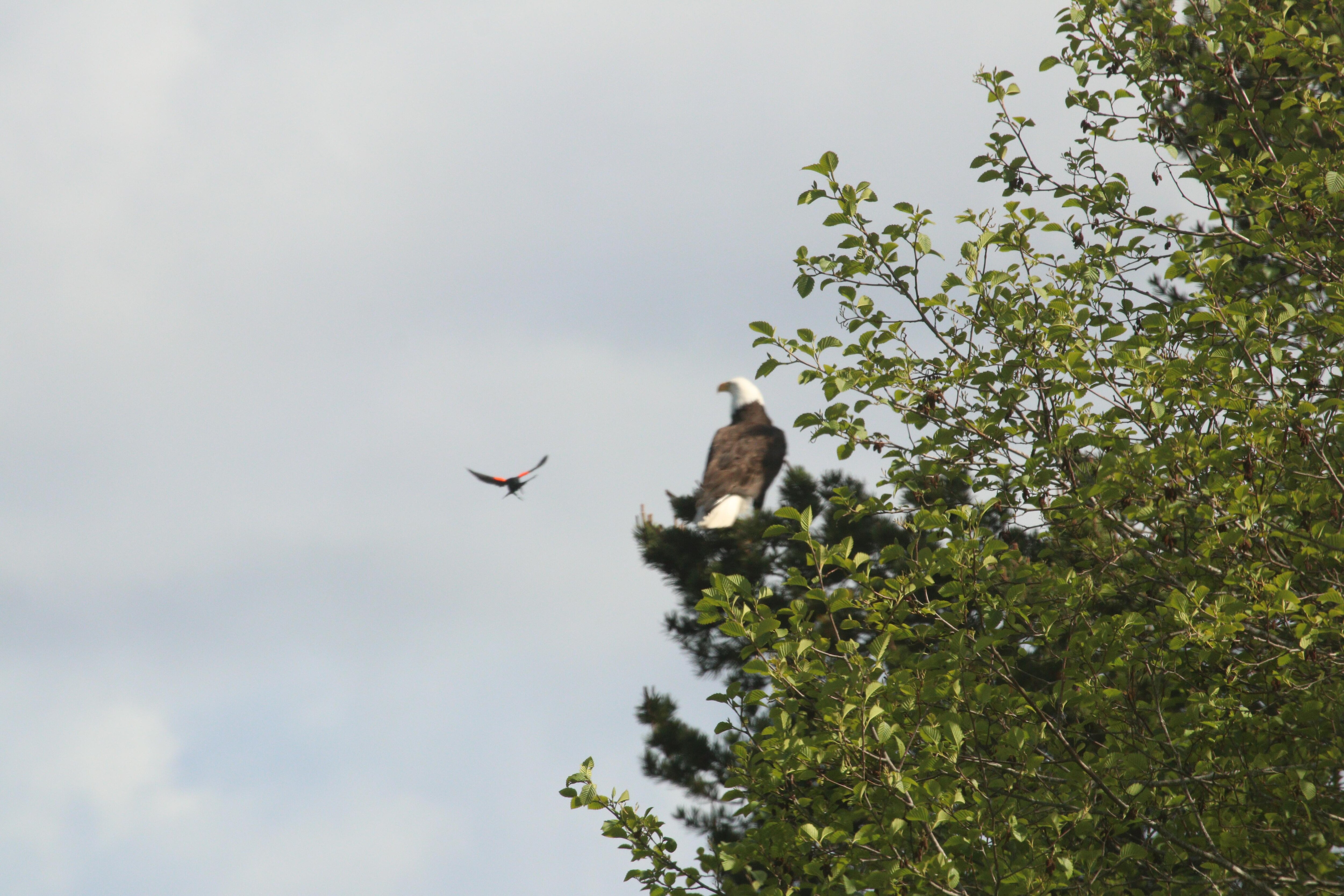 Attack of the red wing blackbird.  